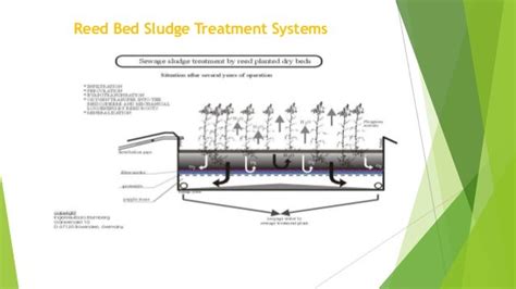 The use of reed beds for the treatment of sewage and wastewater.