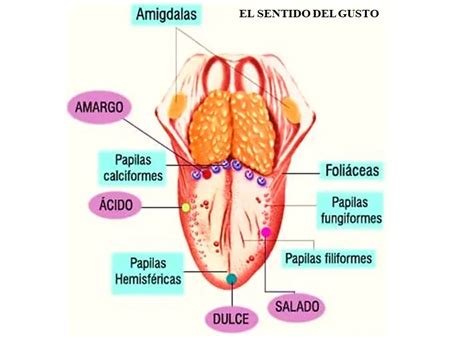 El sentido del gusto se encuentra en - Educación Activa