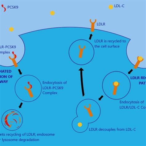 Ldlr Regeneration And Pcsk Mediated Degradation Of Ldlr Pathways