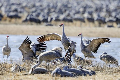 Can You Hunt Sandhill Cranes - Grim Warrior