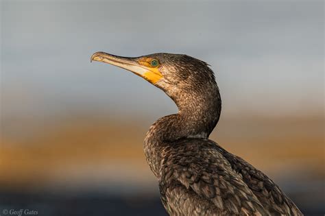 Bird Great Cormorant Barwon Bluff