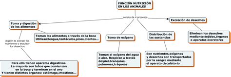 Función De Nutrición En Los Animales 5º