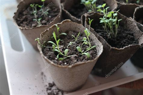 Pl Ntulas Primeros Brotes De Primavera Plantas En Macetas Tallos