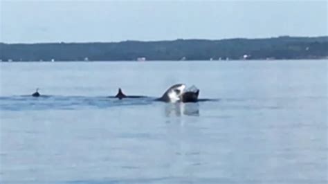 Shark Attacking Porpoises Off Nova Scotia Caught On Video Nova Scotia Cbc News