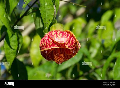 Chinese Lantern Flower Of Orange Abutilon Hybridum Grown In The