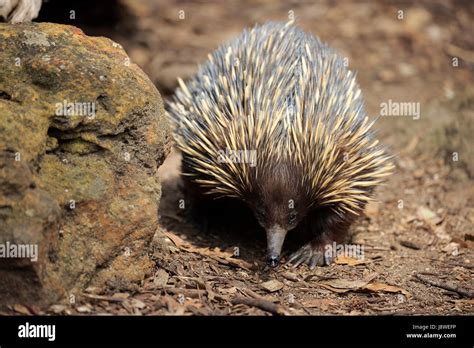 Short Beaked Echidna Tachyglossus Aculeatus Adult Foraging Mount