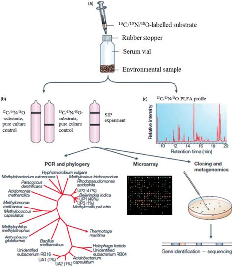 Schematic Principle Of Stable Isotope Probing Sip Adapted And