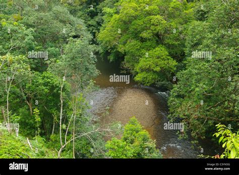 Beautiful Jungle Scenery In Batang Ai National Park In Sarawak Borneo