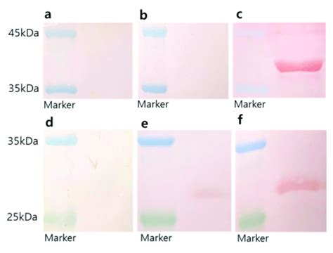 Western Blot Analysis Of Serum Samples From Each Group Of Immunized