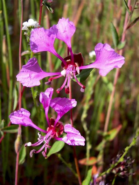 Clarkia Wildflowers (Farewell to Spring) : Photo Albums : SummitPost