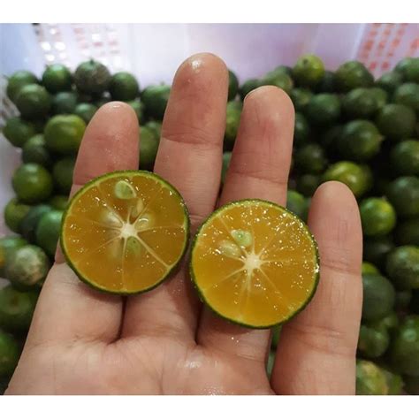 Jual JERUK KUNCI JERUK SONKIT LEMON CUI JERUK KASTURI JERUK