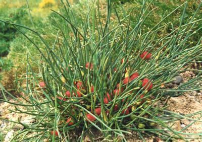 Ephedra (plant) - Alchetron, The Free Social Encyclopedia