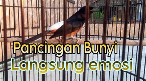 Cukup Sekali Pancing Langsung Dor Gacor Dan Emosi Youtube