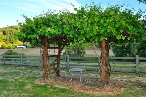 Grapevine arbor | Grape arbor, Garden vines, Patio garden