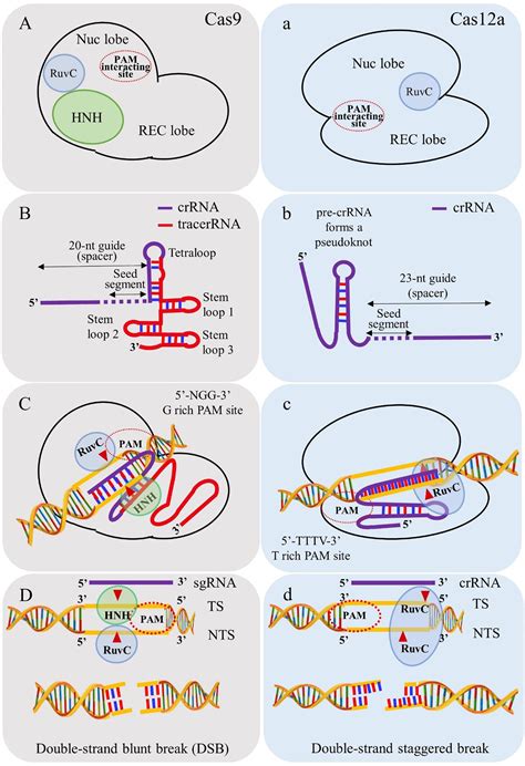 Frontiers Crispr Cas12a Cpf1 A Versatile Tool In The Plant Genome Editing Tool Box For