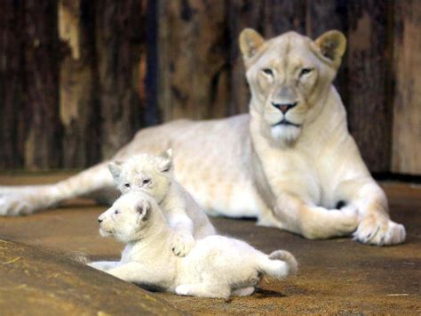 Putzmunter auf Erkundungstour: Weiße Baby-Löwen legen kräftig an Gewicht zu