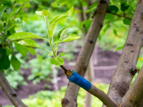 How To Treat Fruit Trees Organically When To Spray For Disease