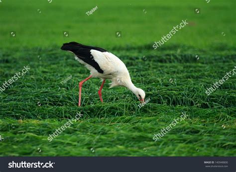 Wild Bird In Their Natural Habitat, Nature Series Stock Photo 140948800 : Shutterstock