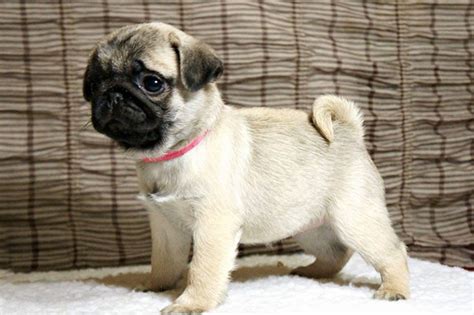 Vanzari Caini De Rasa Pug Pug Mops Cu Pedigree Femele