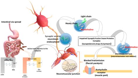 Applied Sciences Free Full Text Botulinum Neurotoxins BoNTs And