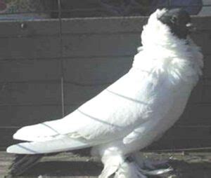 Oriental Frill Pigeon Origin Characteristics Uses Photo