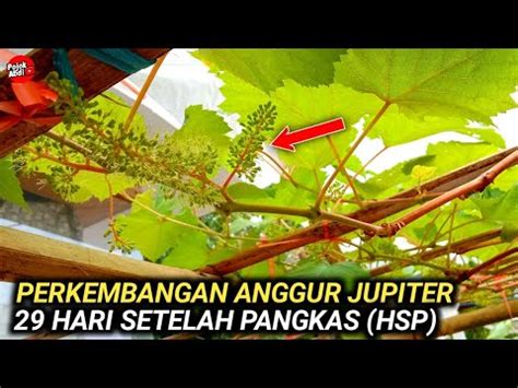 Update Perkembangan Anggur Jupiter Setelah Hsp Seperti Ini