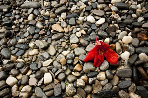 Gratis Billeder Natur Sand Klippe Blad Blomst Rullesten Efter R