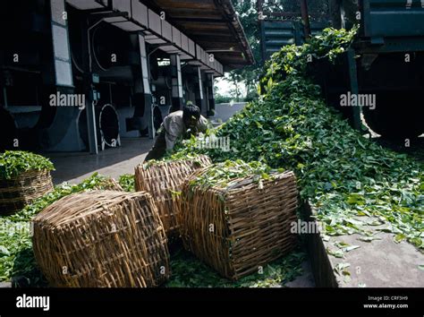 Assam Tea Factory High Resolution Stock Photography and Images - Alamy