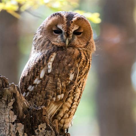 Tawny Owl In The Autumn Forest Strix Aluco Stock Image Image Of