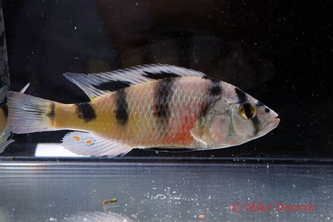 Pair Zebra Obliquidens A Latifasciata Lake Victoria Cichlids