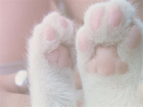 720P free download | Paws, Pink, Cats, White, Animals, HD wallpaper ...