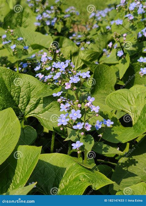 Myosotis alpestris flower stock image. Image of blossom - 182147433