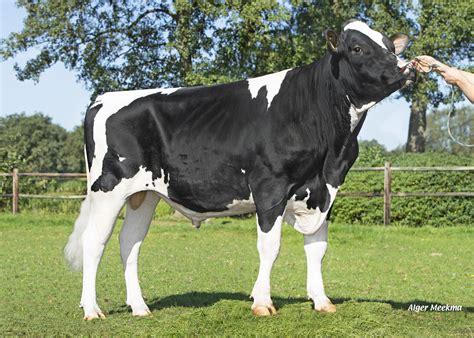 heeft  deze topper al gezien sjors rf ki service zuid west friesland