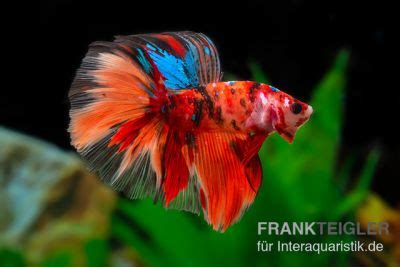 Kampffische Betta Splendens Als Crown Tail Halfmoon Oder Long Tail Kaufen