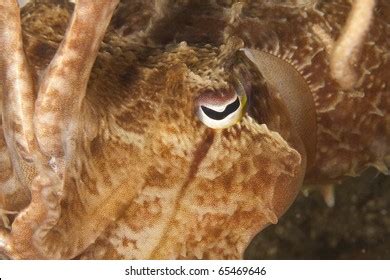 Broadclub Cuttlefish Called Reef Cuttlefish Sepia Stock Photo