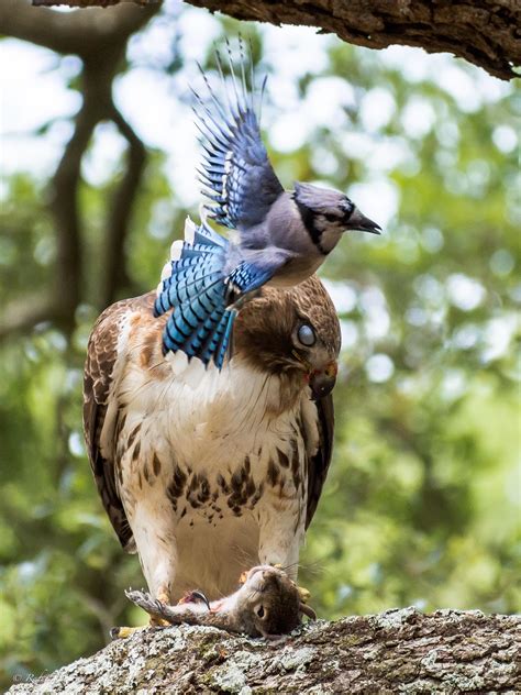 🔥 Blue Jay Attacks Red Tailed Hawk Photo By Rafael De Armas R