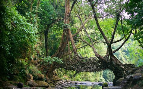 Natural tree arch, nature, India, bridge, river HD wallpaper ...