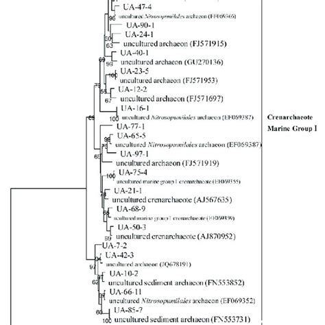 Phylogenetic Affiliation Of 16s Rrna Sequences Received From The