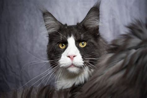 Tuxedo Maine Coon: Origin, Facts & Price [With Photos] - MaineCoon.org