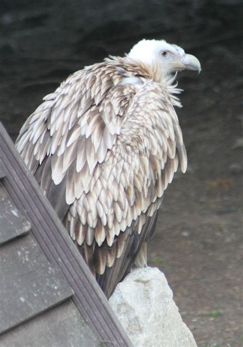 Griffon vulture ( Himalayan ? ) - ZooChat