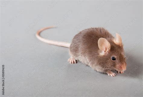 laboratory mouse Stock Photo | Adobe Stock