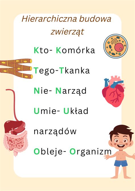 Wklejka Hierarchiczna Budowa Organizmu Z Oty Nauczyciel