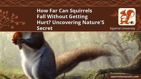 How Far Can Squirrels Fall Without Getting Hurt Uncovering Nature S