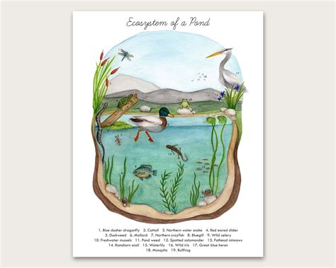 Ecosystem of a Pond Art Print Poster — Stephanie Hathaway Designs