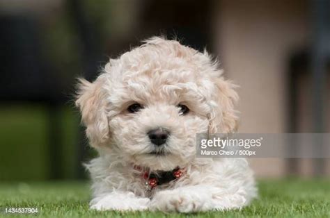 6,408 Cute Poodle Puppy Stock Photos, High-Res Pictures, and Images - Getty Images