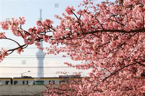 Japans Tallest Tower Tokyo Skytree Seen Editorial Stock Photo Stock