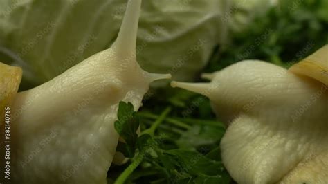 Macro Shoot Of African Giant Snails On The Lush Green Foliage With Fresh Cabbage Harvesting