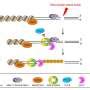 Newly Discovered Protein Stops Dna Damage