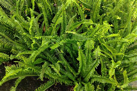 How To Grow And Care For Boston Ferns Indoors Gardener S Path