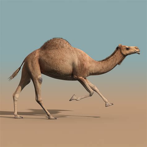 camel animation  max